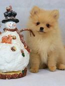 Reinrassige Zwergspitz/Pomeranian Welpen aus liebevolle Hobbyzucht in 66440