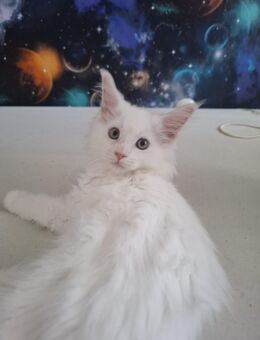 Süsse Maine Coons ab sofort!!! - Bremen