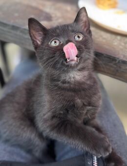 Kleiner BKH Mix Kater sucht neues liebevolles Zuhause - Barßel