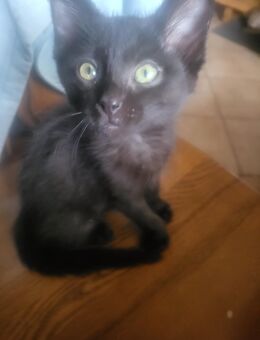 Maincoon Mix kitten - Hunderdorf