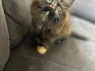 Baby Katze - Hannover Buchholz-Kleefeld