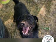 Chip 231920: Sucht ein Zuhause - Kirchzell