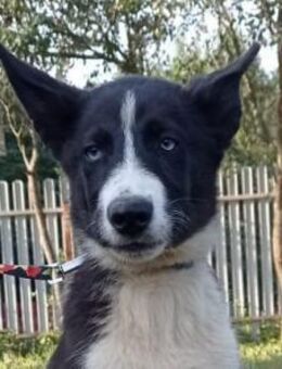 Huskymix LEVIN sucht eine Familie - Bad Bevensen