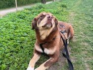 Brownie - Tolle Hündin auf PS in München - Berlin