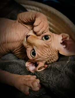 Sphynx Kitten - Tabarz (Thüringer Wald)