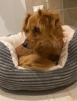 Tilo💙 kleiner Kämpfer sucht großes Herz - Freilassing