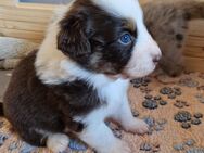 Australian Shepherd Welpen reinrassig - Steinfeld (Oldenburg)