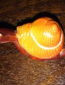 Ü Ei Schnecke von 1977 in 45141