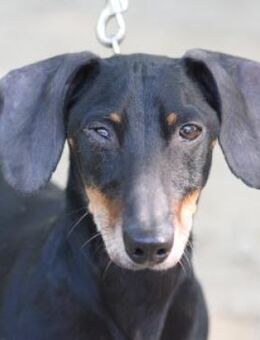 Paddy - charmant & liebenswürdig - Lohmar