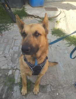 Schäferhund Hasky Malinoi Mix Rüde - Mücheln (Geiseltal)