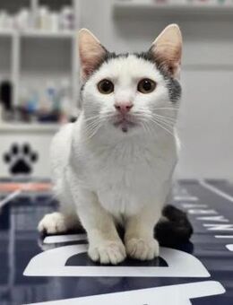 Gray Verspielter Kater sucht Familie - Unterföhring