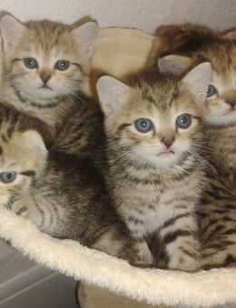 BKH Kitten - Lahr (Schwarzwald)