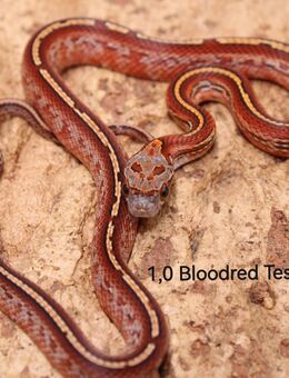 Kornnatter Jungtiere NZ 2025 Bloodred + Lavender - Lüneburg