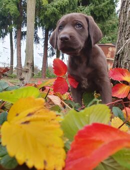 Weimaraner / Deutsch Kurzhaar Welpe - Annaburg