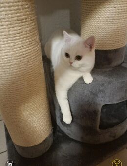 BKH Deckkater reinrassig Farbe weiß - Weitnau