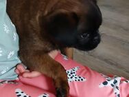 Mops ähnlich - Harzgerode Königerode