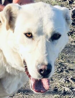 Gutmütig SEHR SOZIAL kinderlieb = MINA♥️ - München