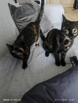 Melpo und Artemis aus dem Tierschutz - Grevenbroich