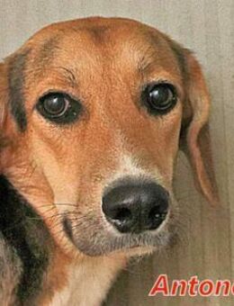 ANTONELLA - lebte in einer kleinen Höhle - Regensburg