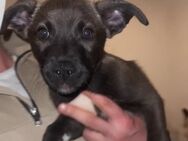 🐾 Süße Husky-Mix Welpen – Weiblich, 4 Monate alt – Liebevolles Zuhause gesucht 🐾 - Aachen
