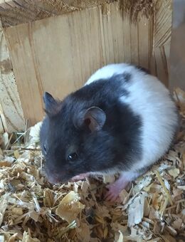 Goldhamster - Waldmünchen