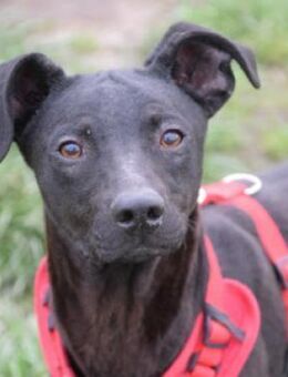 Pandora - voller Energie & Tatendrang - Lohmar