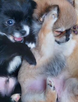 4 kleine Kuschelbärchen chihuahua mix welpen (pomchi) - Mörfelden-Walldorf