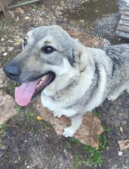 Capo Schäferhundmix Rüde 3 Jahre in GR - Reutlingen
