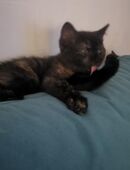 Glückskitten bkh mix in 41849