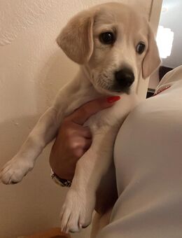 Suche eine nette Familie die mich auf nimmt - Düsseldorf
