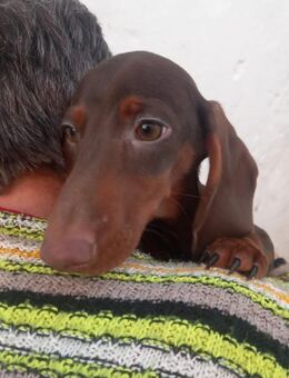 Amigo, süßer Kurzhaardackelwelpe - Remagen