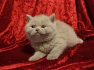 BKH/BLH Kitten mit dem Stammbaum - Dortmund