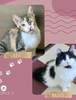 Katzen Arie und Maggie sind bereit - Lalendorf