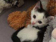 Katzen/ Kitten/ Katzenbabys - Gaildorf