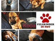 Koda verschmuster Mischling Rüde - Margetshöchheim