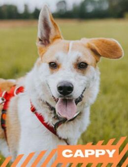 Cappy - Schlappohr sucht Dich - Berlin