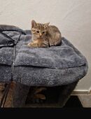 Kitten abzugeben in 64739