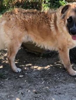 Knuddelbär Nathan sucht seine Familie - Untergriesbach