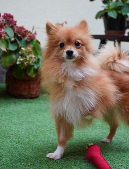 🌸 Sally Kleine Klein-Spitzdame - Kassel