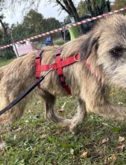 Dixy - lernwillig, leinenführig - in DE - Westerholt