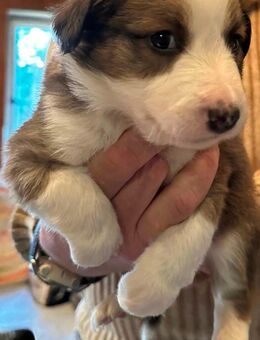 Border Collie Welpen - Wustrow