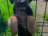 Babyhund Hanna - Wassenberg