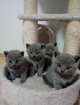 Reinrassige Britisch Kurzhaar Bkh Kitten 2 Mädchen & 2 Jungen geboren am 03.10.2025 - Veitsbronn