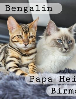 Katzenbabys Kitten Katzenkitten Katzen Babys - Hennef (Sieg)
