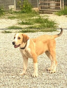 Lary, fröhlicher Sonnenschein, 9 Monate - Vaterstetten