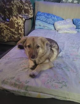 Bonny Verspielte Junghündin mit Herz - Schlitz