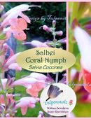 ♥ Duft Salbei,Salvia Coral Nymph rosa Samen,Garten Tulpenstolz,Salvia Coccinea,Duftpflanze,Bienenweide,Saatgut in 22457