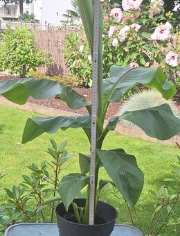 Banane Musa basjoo - Krefeld