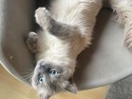 2 Birma Kater Bruder - Mönchengladbach