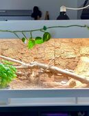 Terrarium mit Bartagame in 79110